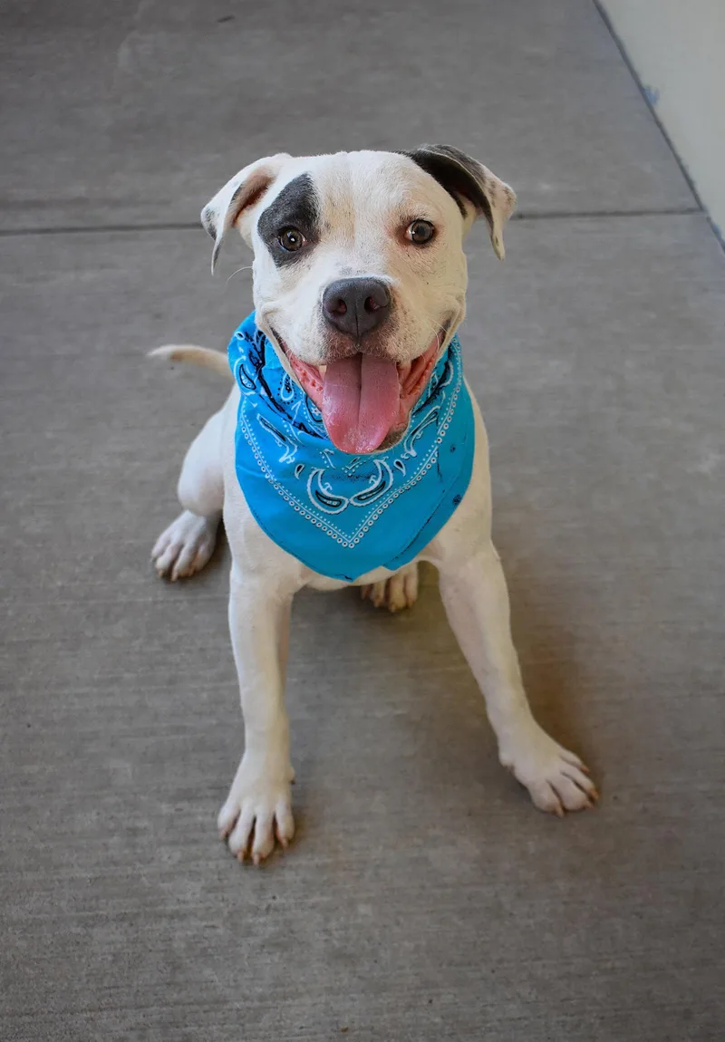 A young large-sized male Pit Bull Terrier dog named Petey for adoption in McKinney, TX