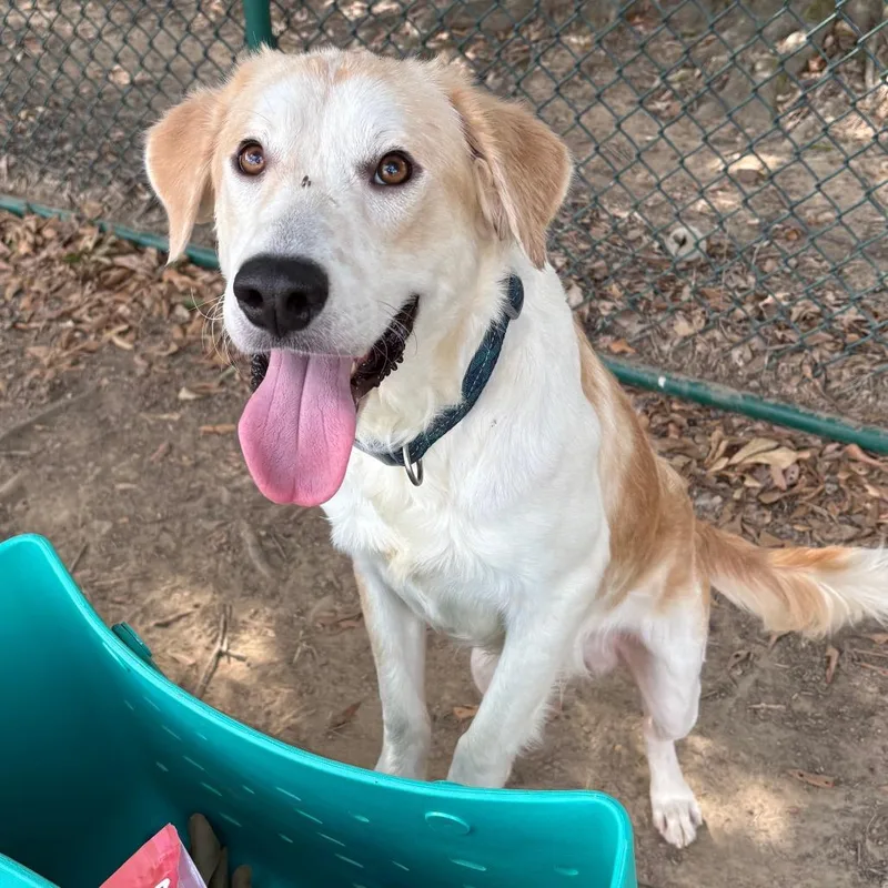An adult medium-sized male White / Cream Labrador Retriever dog named Buster for adoption in Little Rock, AR