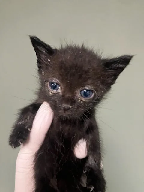 A baby small-sized female Domestic Short Hair cat named Espresso for adoption in Jacksonville, FL