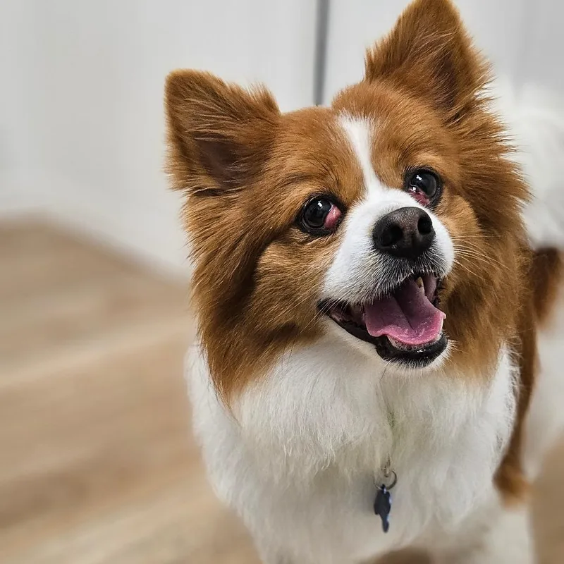 A senior medium-sized male Red / Chestnut / Orange Chihuahua dog named Asher for adoption in Chesapeake, VA