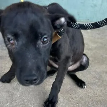 A baby medium-sized male Black Mixed Breed dog named Zubat for adoption in Bristol, IN