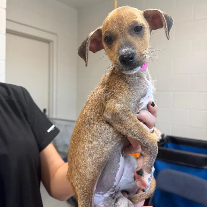 A baby small-sized female White / Cream Mixed Breed dog named Donna for adoption in Englewood, FL