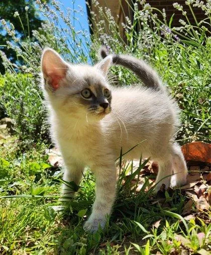 A baby small-sized female Siamese cat named Lavender for adoption in Wilkesboro, NC