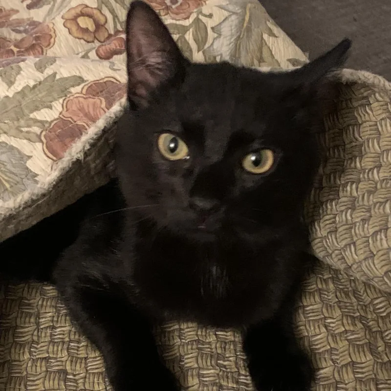 A young medium-sized male Black Domestic Short Hair cat named Simon Brinkley for adoption in East Hanover, NJ