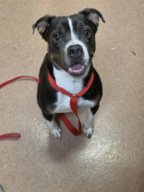 An adult medium-sized female American Bulldog dog named Chica for adoption in Cookeville, TN