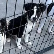 A baby small-sized male Shepherd dog named Cookie and Crew  for adoption in Fairfax, VA