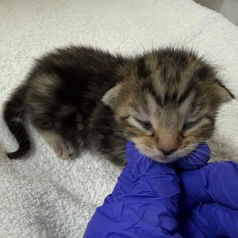 A baby small-sized female Brown / Chocolate Domestic Short Hair cat named Rose for adoption in Birmingham, AL