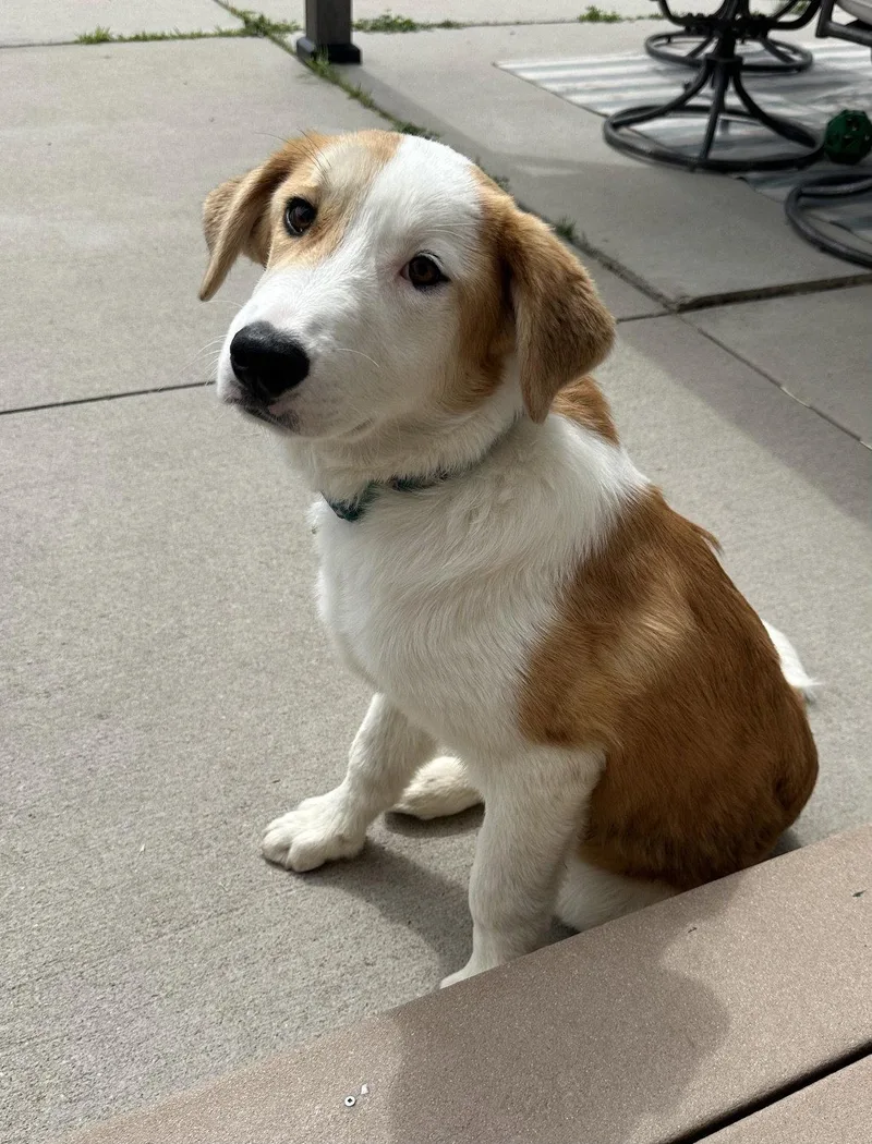 A young extra large-sized male Saint Bernard dog named Taiter for adoption in Salt Lake City, UT