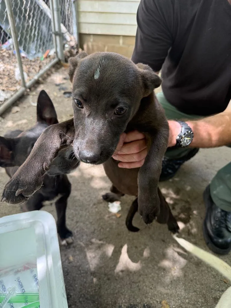 A baby small-sized female Mixed Breed dog named #4 for adoption in Columbia, TN