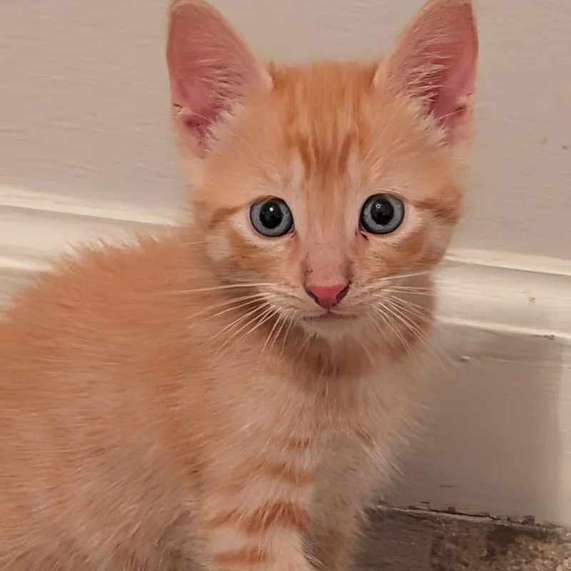 A baby small-sized male Orange / Red Domestic Short Hair cat named Charlie for adoption in North Port, FL