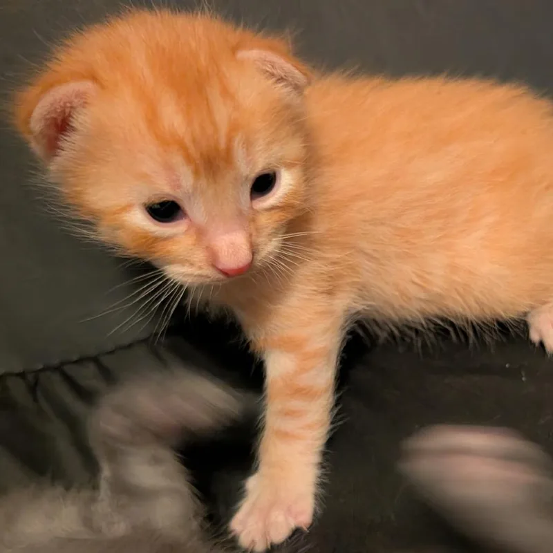 Charlie thumbnail 2
