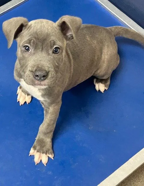 A young medium-sized female Mixed Breed dog named Journey Months Female for adoption in Sterling, MA