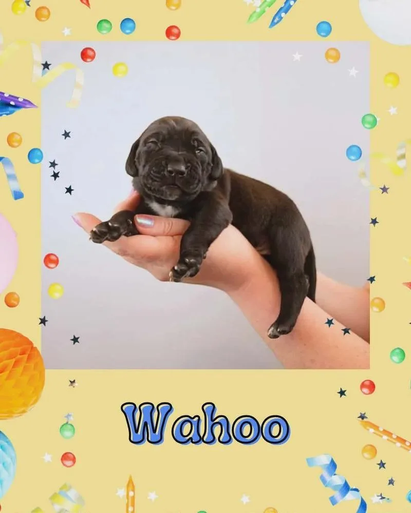 Wahoo