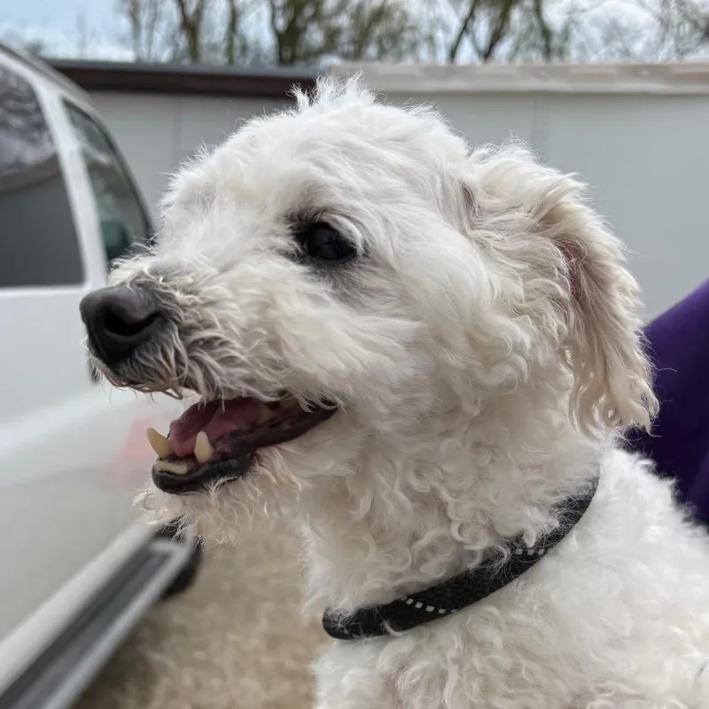 An adult small-sized male White / Cream Bichon Frise dog named Monty for adoption in Northbrook, IL