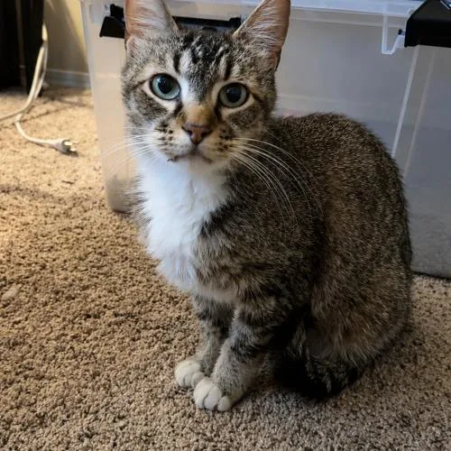 Gus