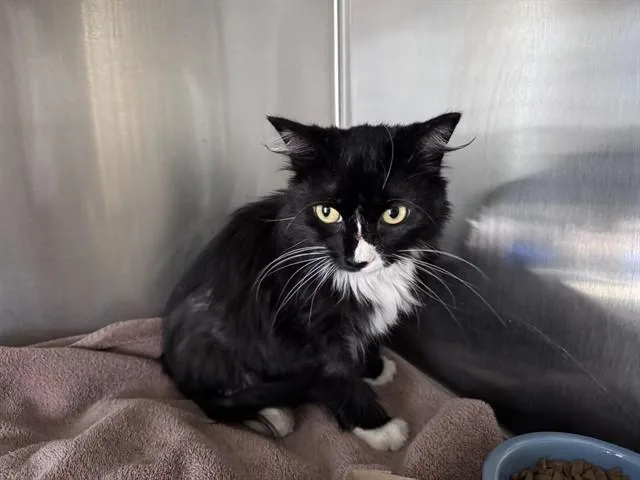 An adult medium-sized female Domestic Long Hair cat named Mila for adoption in Santa Monica, CA