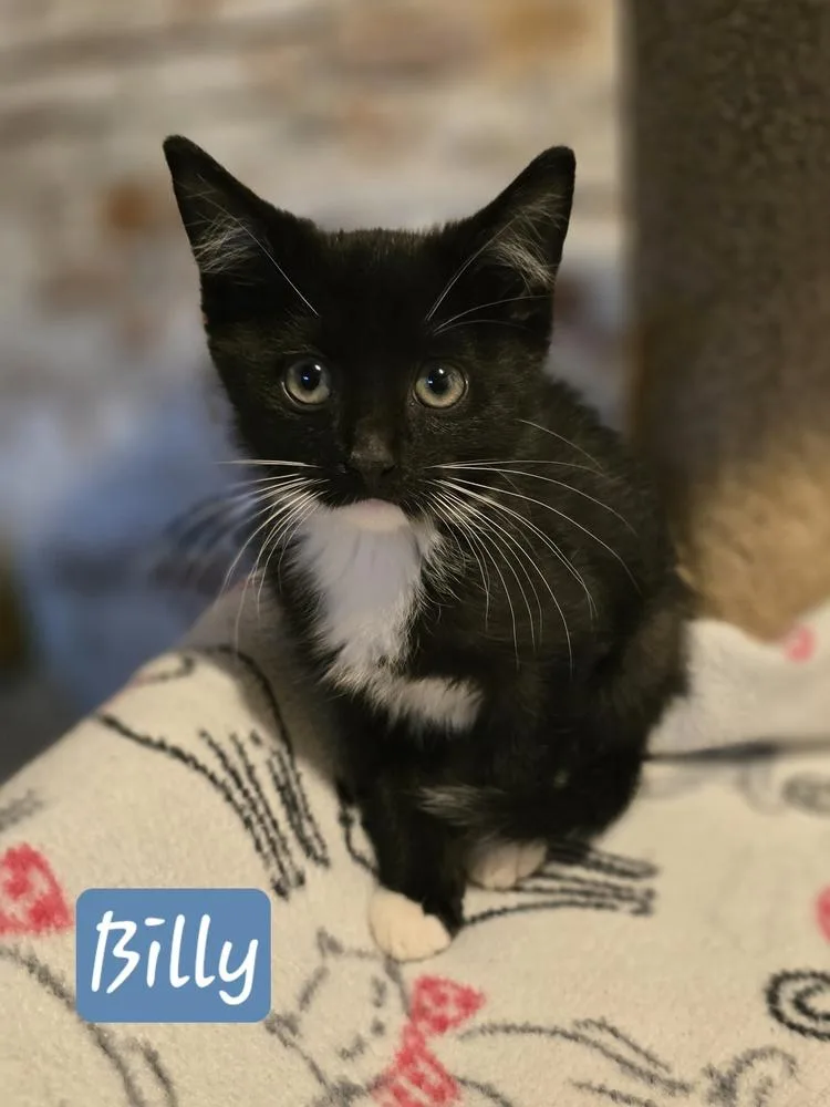 A baby small-sized male Domestic Short Hair cat named Billy for adoption in Metamora, IL
