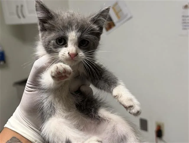 A baby small-sized female Domestic Long Hair cat named Leah for adoption in Bakersfield, CA