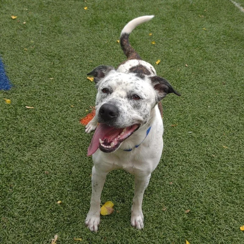 An adult large-sized male White / Cream Pit Bull Terrier dog named Thorne for adoption in Baltimore, MD
