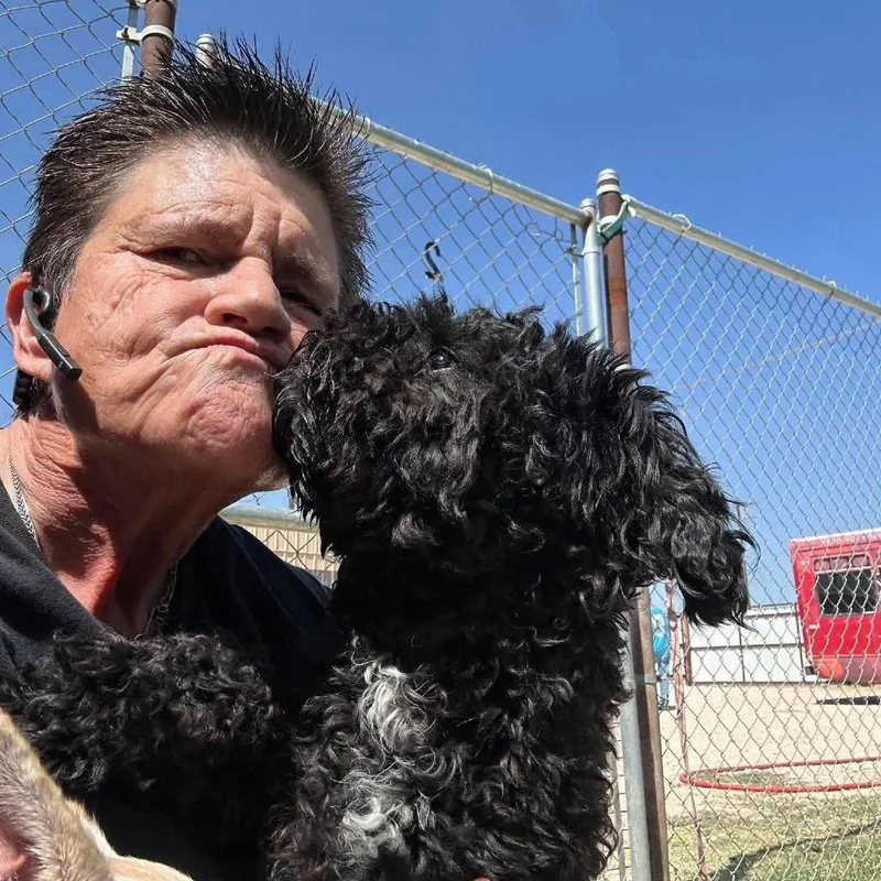 An adult small-sized male Poodle dog named Pierre for adoption in Loves Park, IL