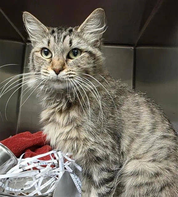 A young medium-sized female Domestic Medium Hair cat named Loleta for adoption in San Antonio, TX
