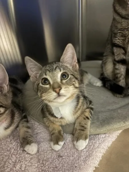 A baby small-sized male Domestic Short Hair cat named Jose for adoption in Kennewick, WA
