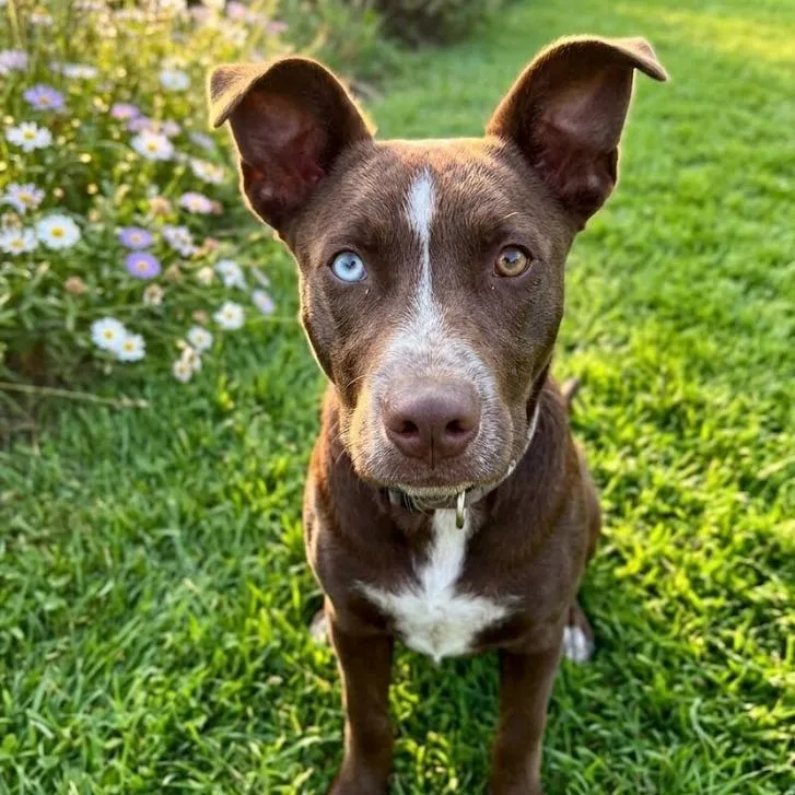 A baby medium-sized female Brown / Chocolate Husky dog named Celine for adoption in South Elgin, IL