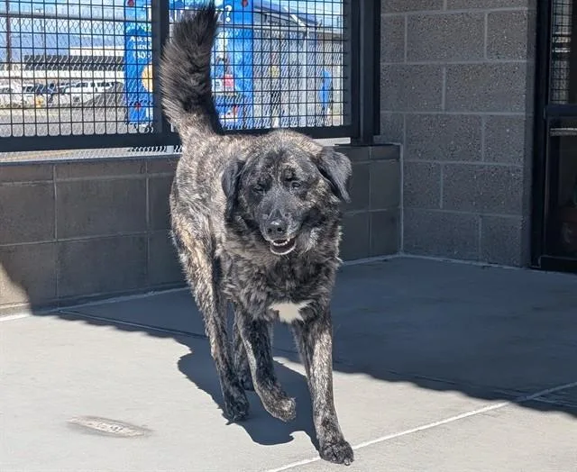 An adult large-sized female Dutch Shepherd dog named Journey for adoption in Denver, CO