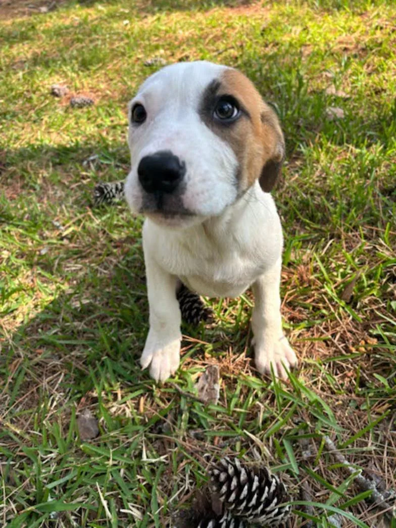 Roly Poly thumbnail 2