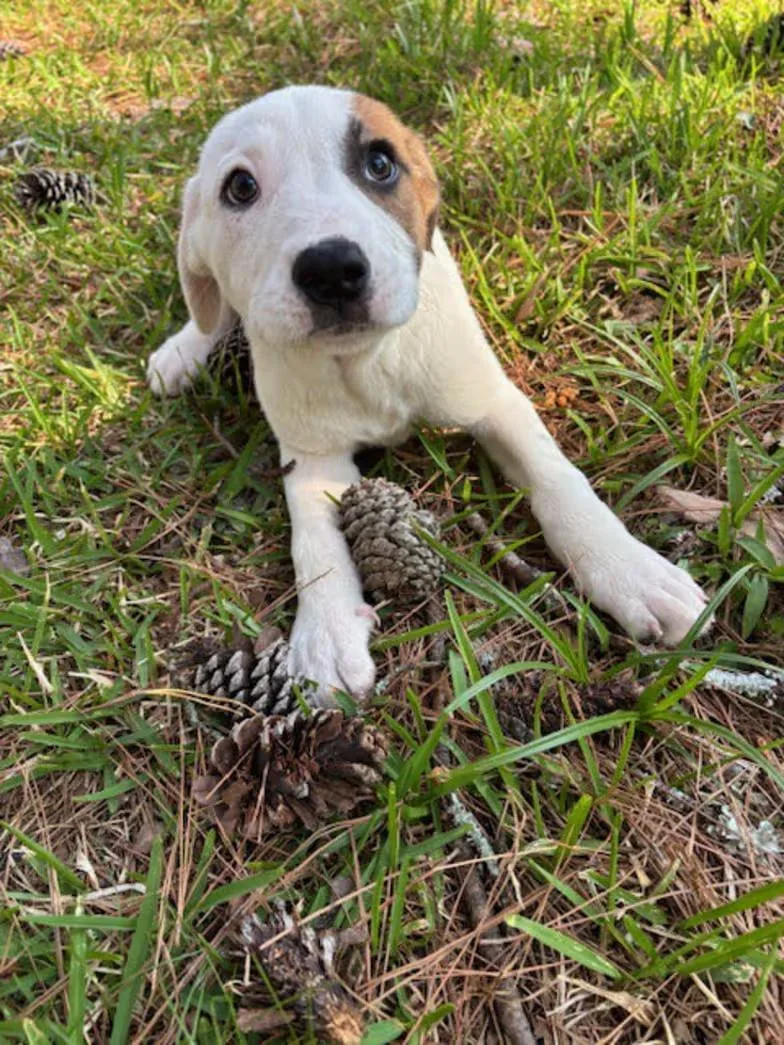 Roly Poly thumbnail 3