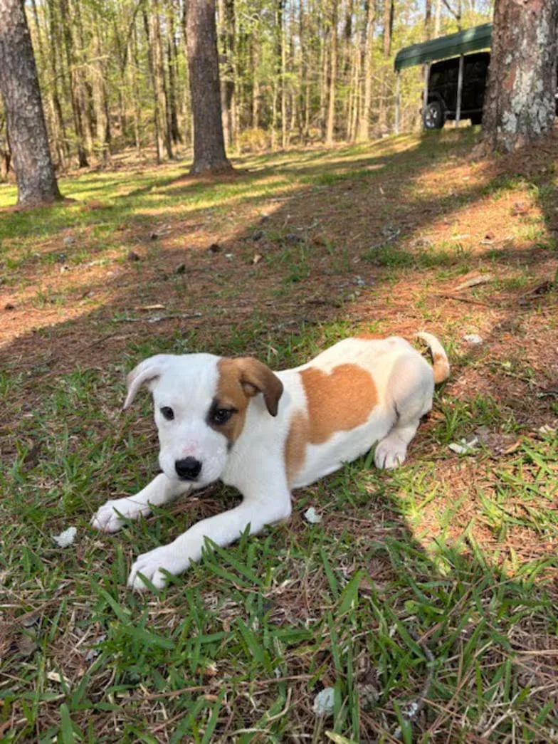 Roly Poly thumbnail 4