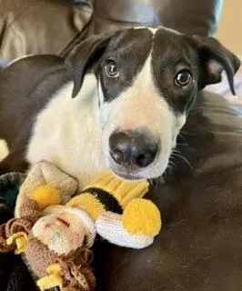 A baby medium-sized male Brown / Chocolate Labrador Retriever dog named Jd for adoption in Alexandria, LA