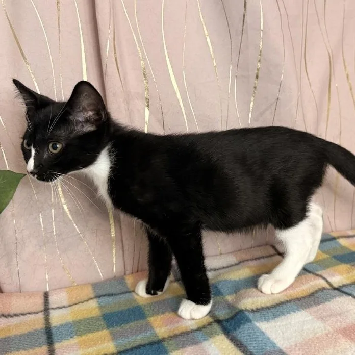 A baby medium-sized male Black & White / Tuxedo Tuxedo cat named Suzuki for adoption in Long Beach, MS