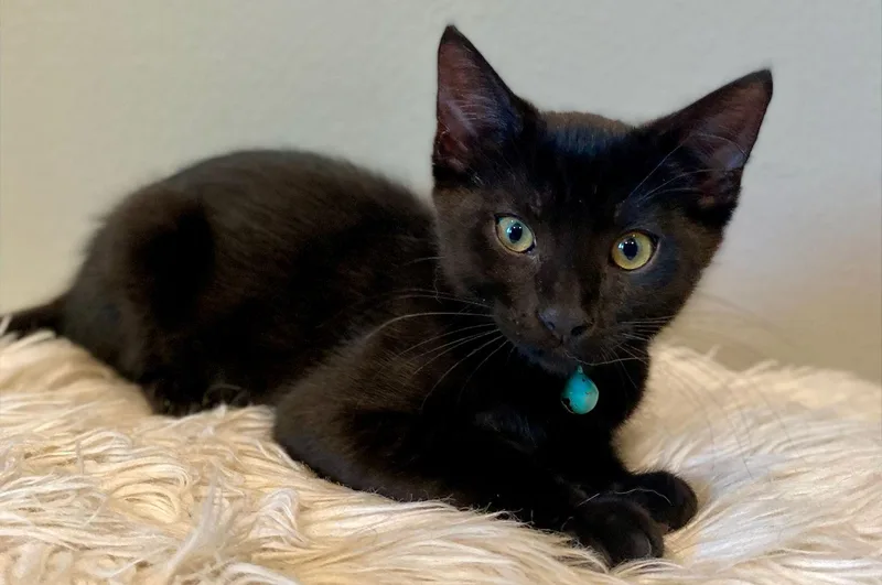 A baby medium-sized male Black Domestic Short Hair cat named Judd for adoption in Seal Beach, CA
