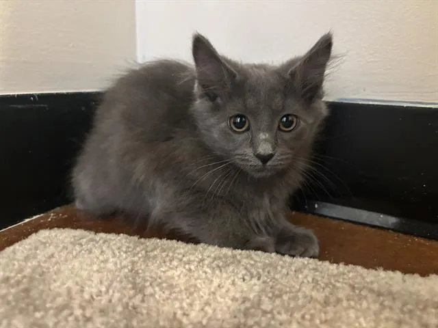 A baby small-sized female Domestic Short Hair cat named Maple for adoption in Santa Clara, CA