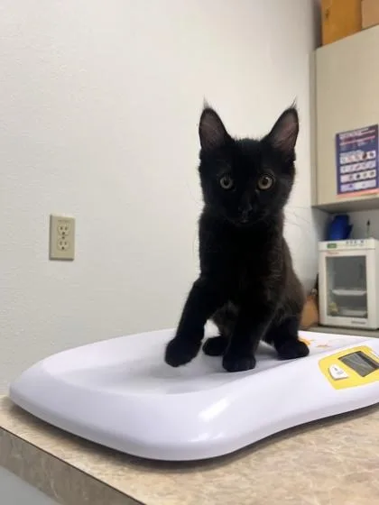 A baby medium-sized male Domestic Short Hair cat named Gluestick for adoption in Pleasanton, CA