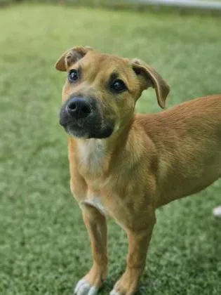 A baby medium-sized female Mixed Breed dog named Cantina for adoption in Savannah, GA