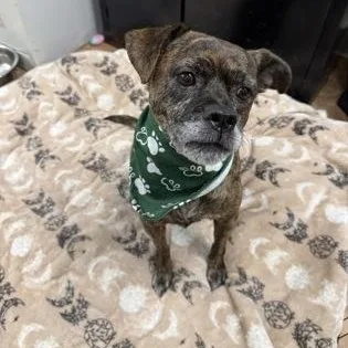 A senior medium-sized male Mixed Breed dog named Muppy for adoption in Worcester, MA
