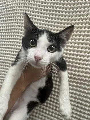A baby small-sized male Domestic Short Hair cat named Bam bam for adoption in Honolulu, HI