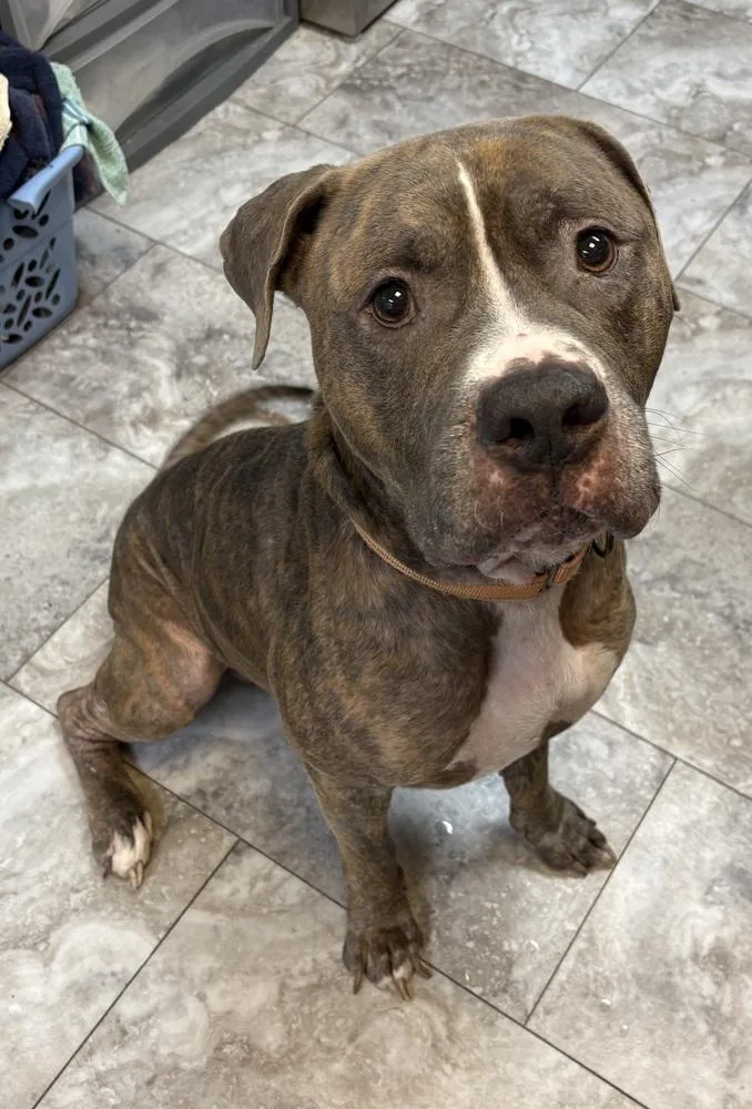 An adult large-sized male Pit Bull Terrier dog named Samson for adoption in Rochester, IN