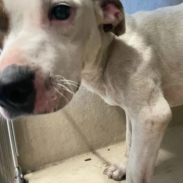A young small-sized female Terrier dog named Doodle for adoption in Des Moines, IA