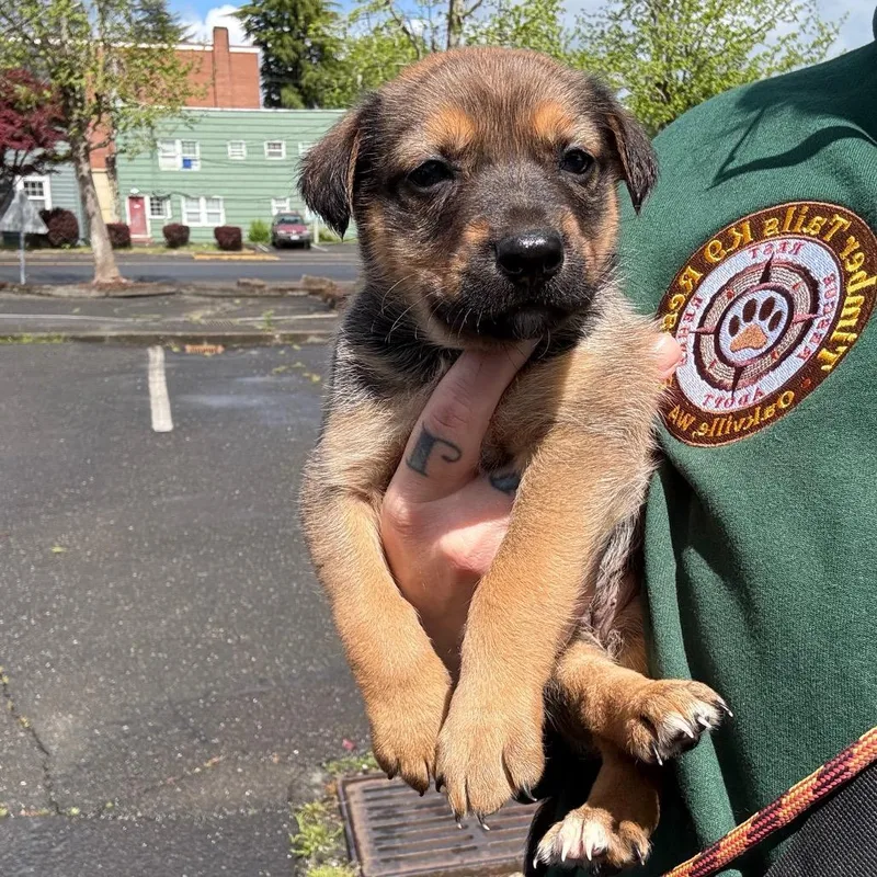 A baby small-sized female Brown / Chocolate Border Collie dog named Peggy for adoption in Oakville, WA