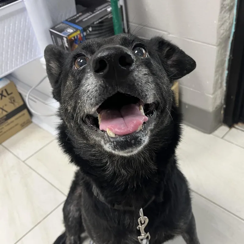 A senior medium-sized female Black Shepherd dog named Maya for adoption in Lufkin, TX