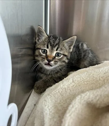 A baby small-sized male Domestic Short Hair cat named Lynx for adoption in Fishers, IN