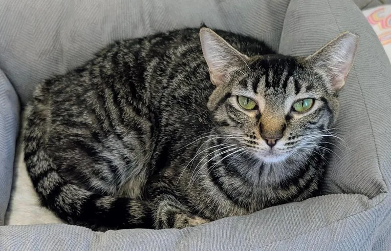 A young medium-sized female Domestic Short Hair cat named Pepper   Cayenne for adoption in Peoria, AZ
