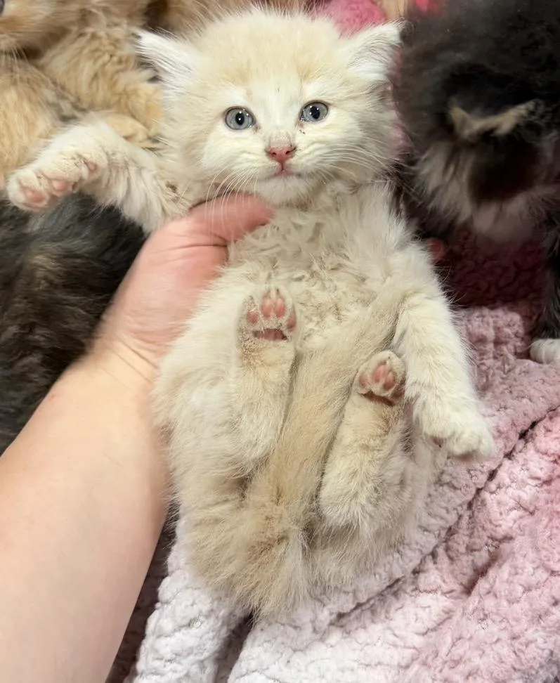 A baby large-sized male Buff / Tan / Fawn Maine Coon cat named Timmy for adoption in toledo, OH