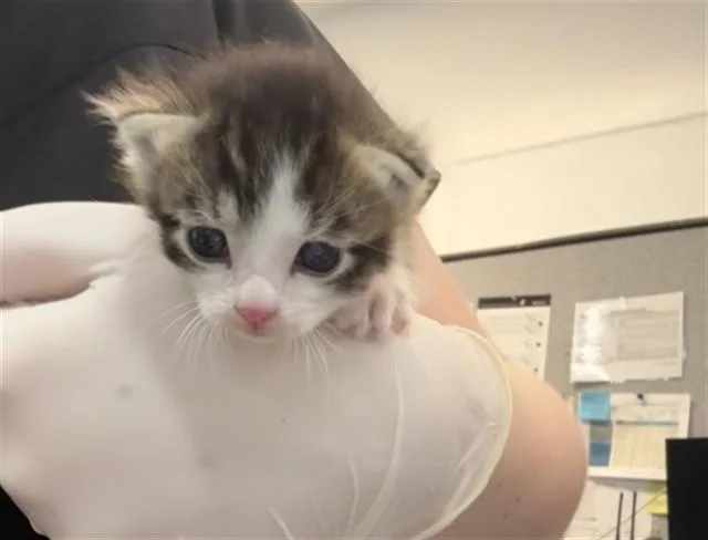 A baby small-sized male Domestic Short Hair cat named Corwin for adoption in Thousand Palms, CA