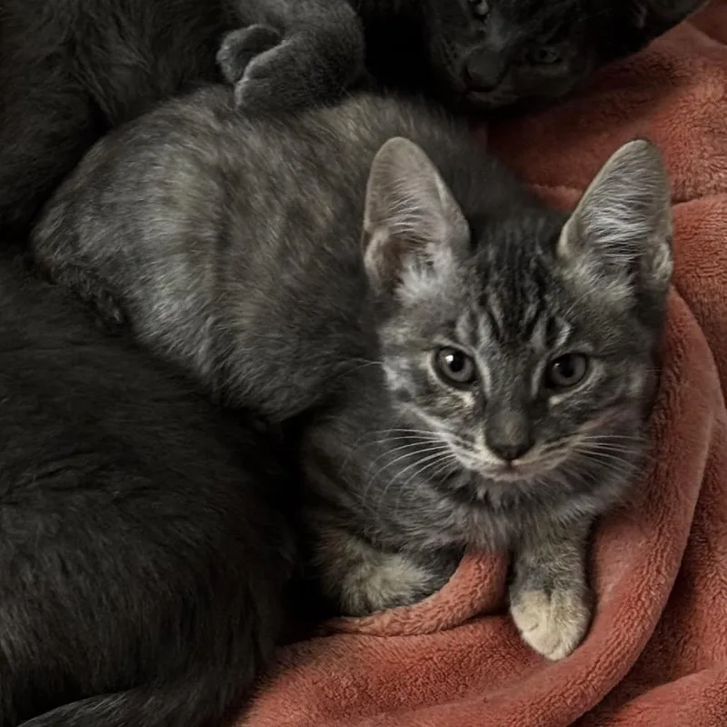 A baby small-sized female Gray / Blue / Silver Domestic Short Hair cat named Temple for adoption in Spokane, WA