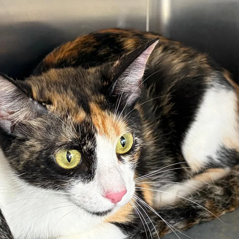 An adult medium-sized female Domestic Short Hair cat named Carolina for adoption in Edinburg, TX