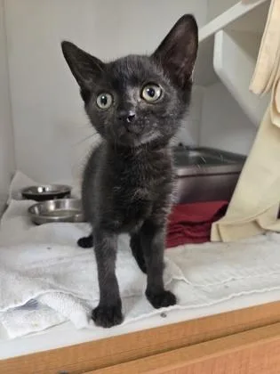 A baby small-sized male Domestic Short Hair cat named Ollie for adoption in Savannah, GA
